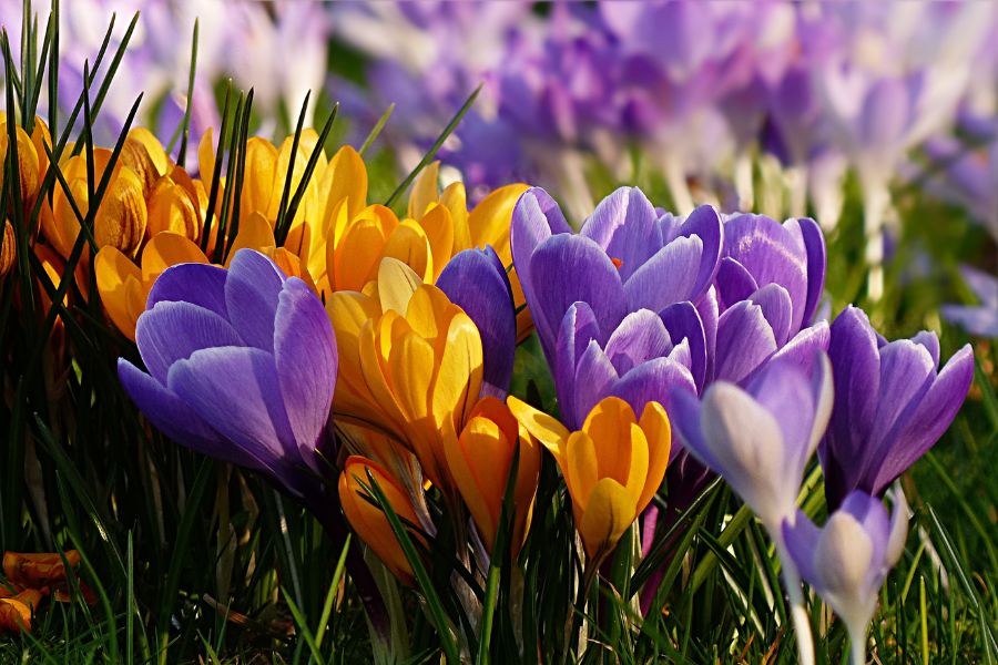 nature of beauty image