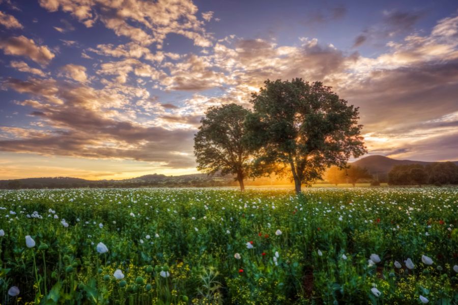 nature wall paper images