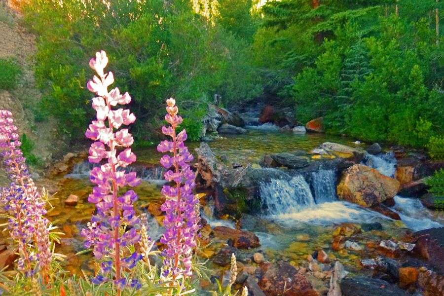 photos of nature for download