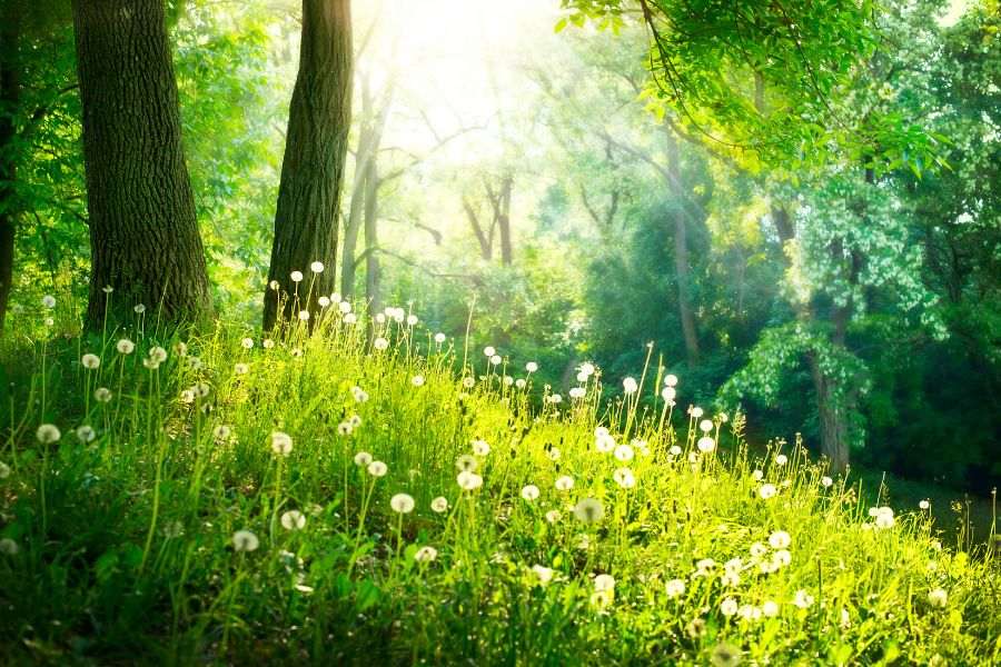 photos of nature hd