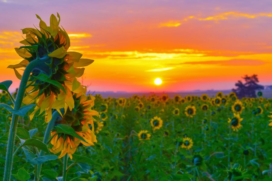 sunrise hd photo with flower
