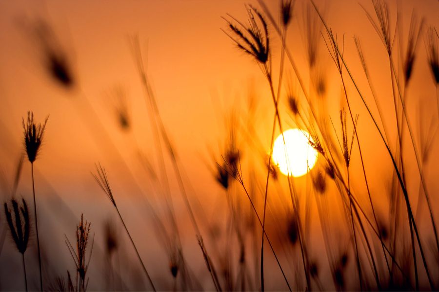 sunrise in village images