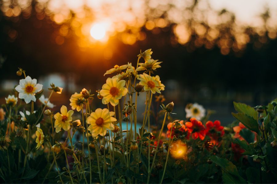 sunrise real images