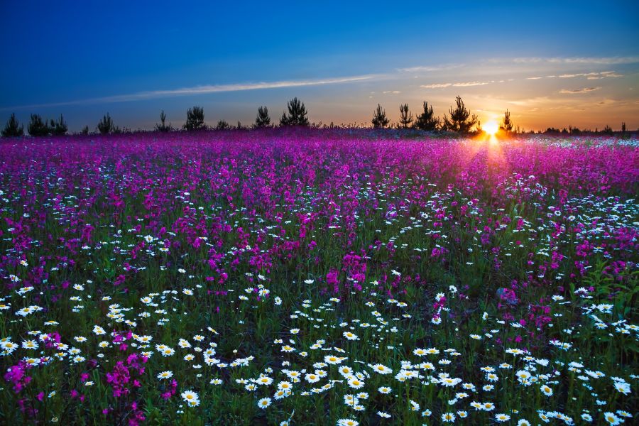 sunrise with flowers images