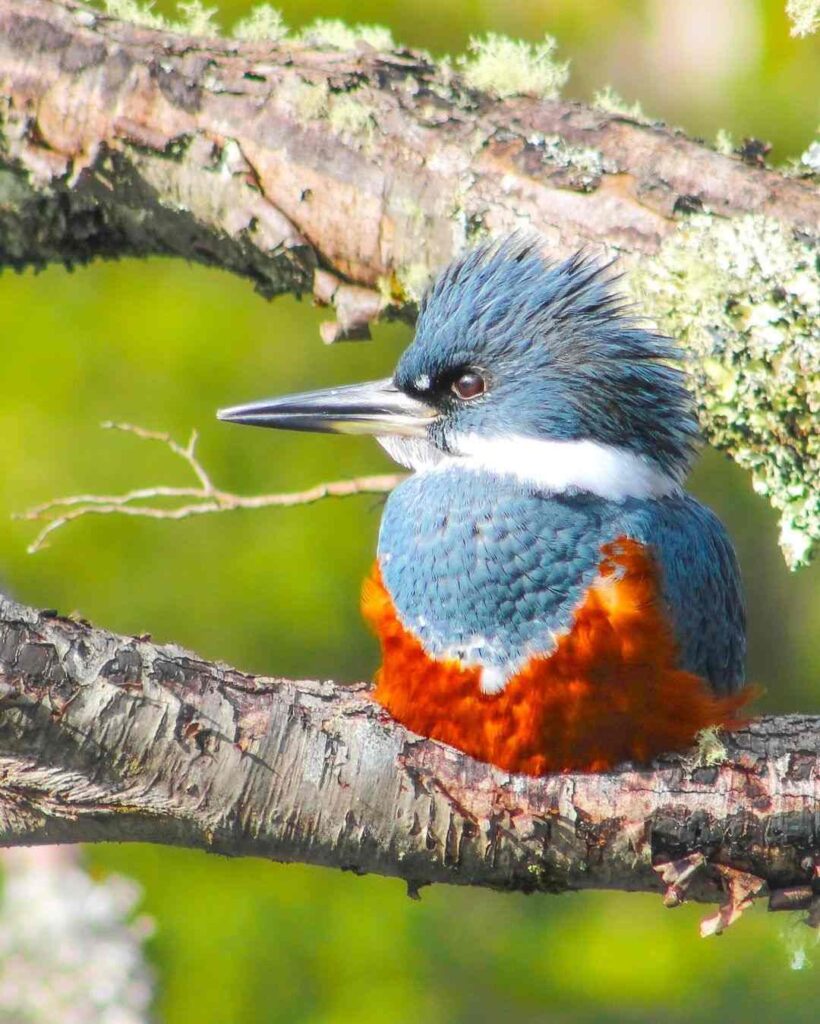 Birds Kingfisher Picture 1