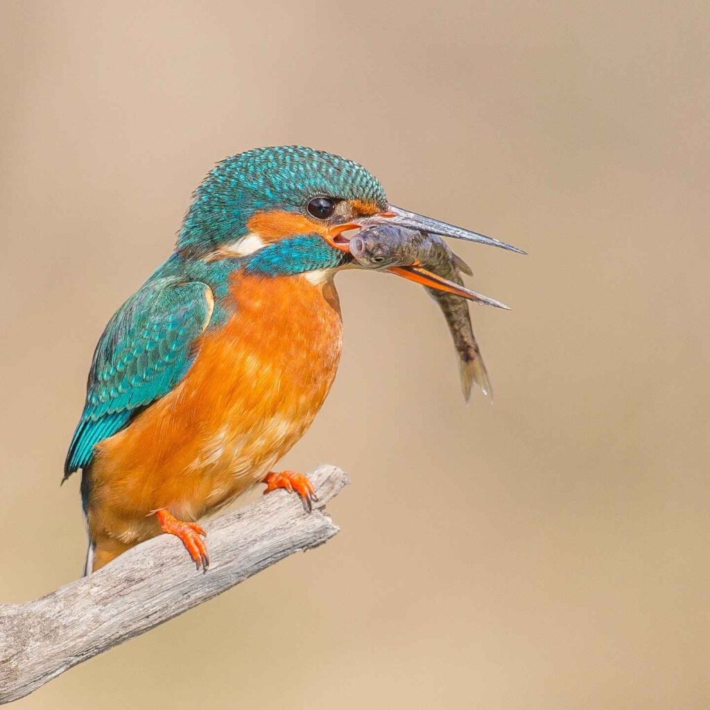 Birds Kingfisher Picture 10