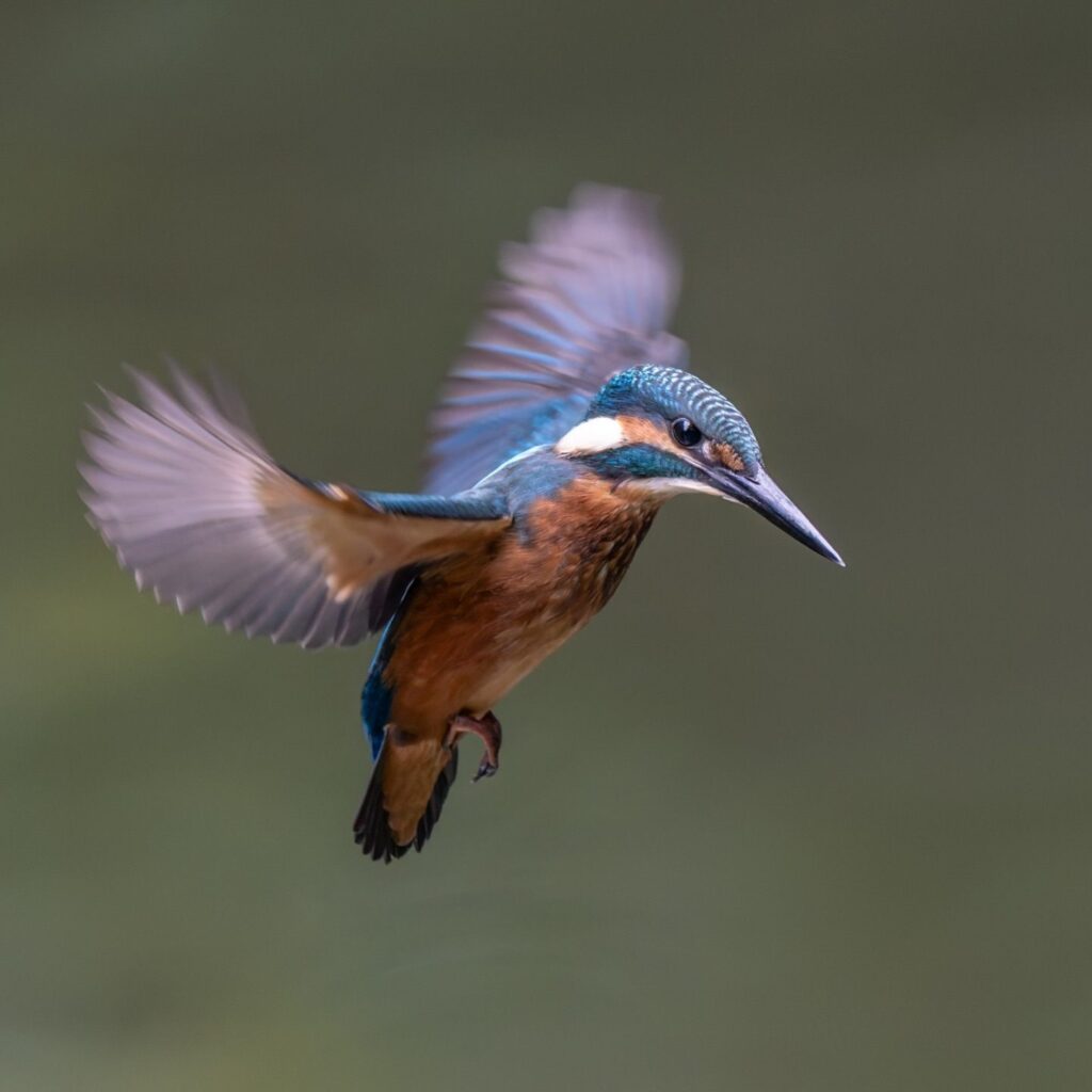 Birds Kingfisher Picture 11