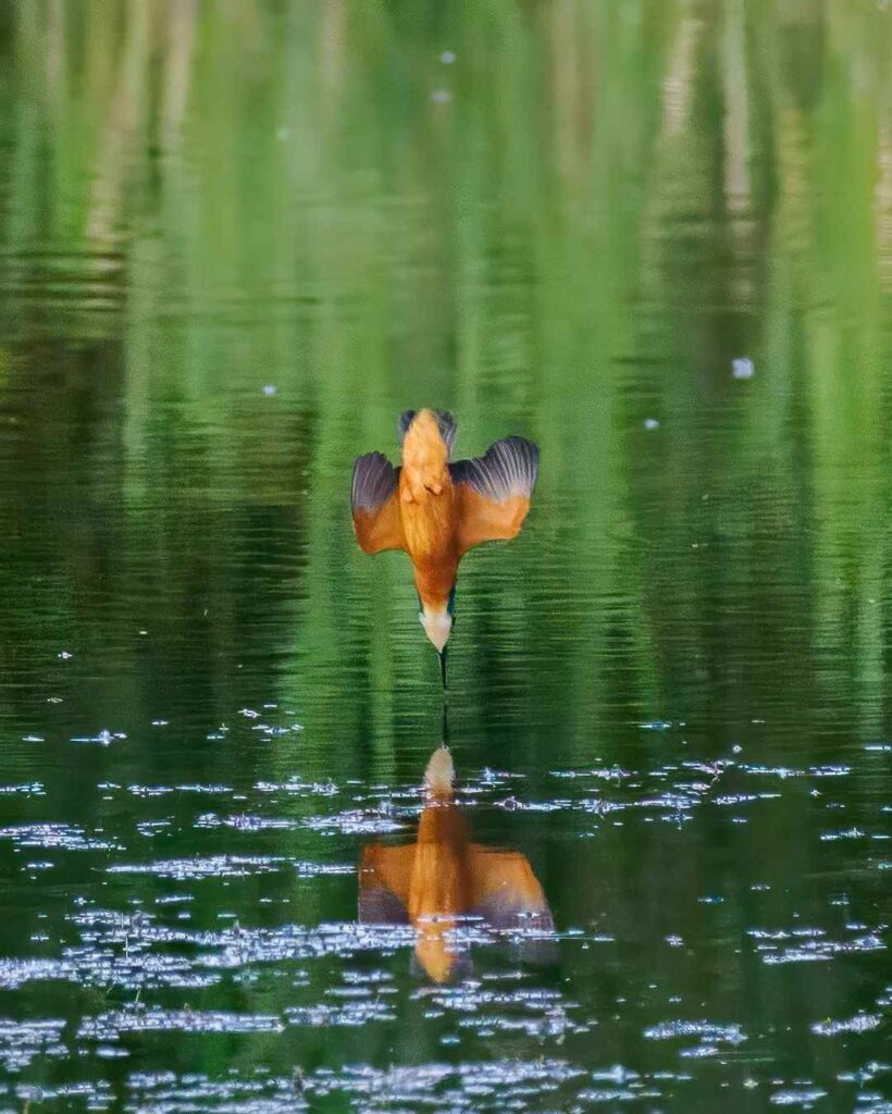 Birds Kingfisher Picture 12
