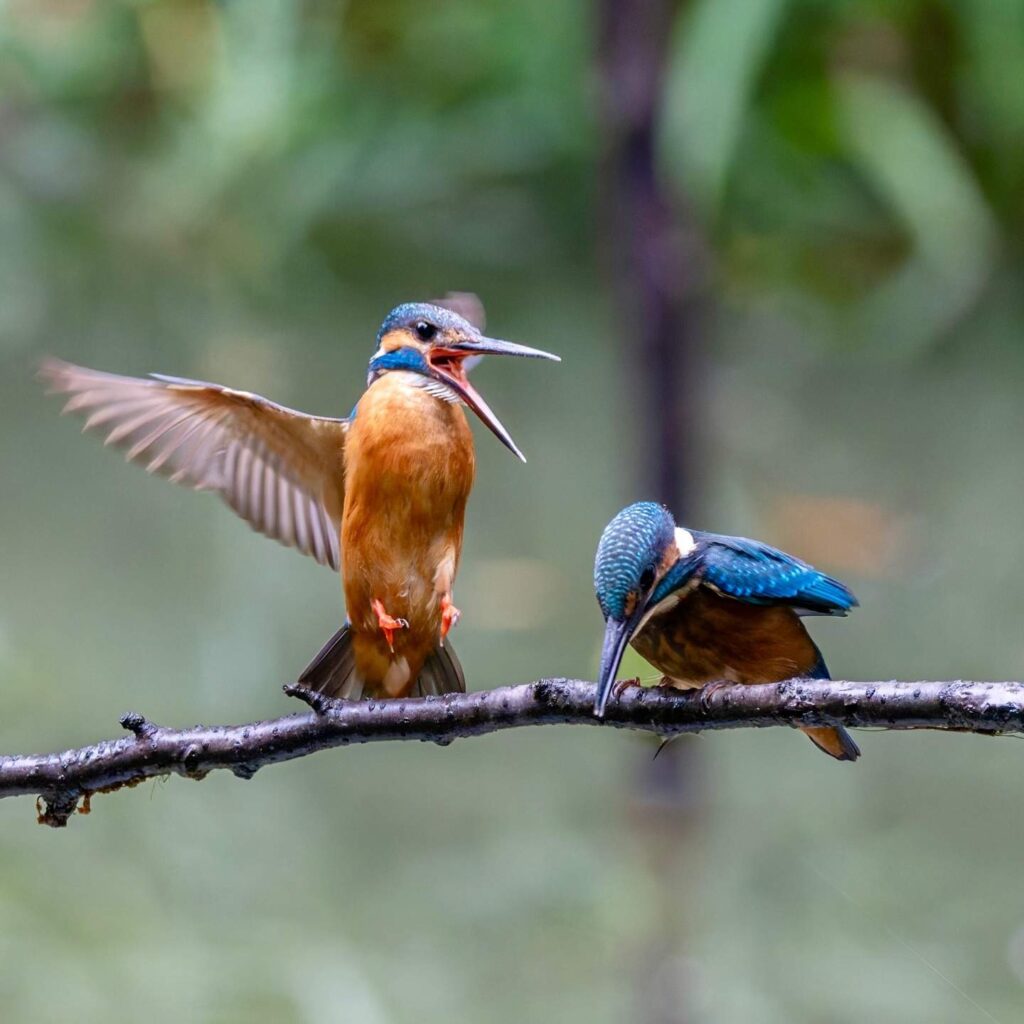 Birds Kingfisher Picture 13