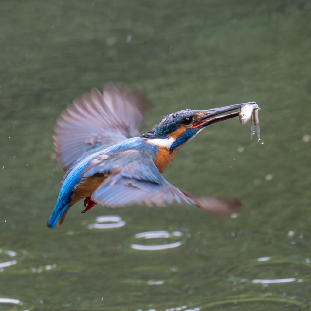 Birds Kingfisher Picture 14