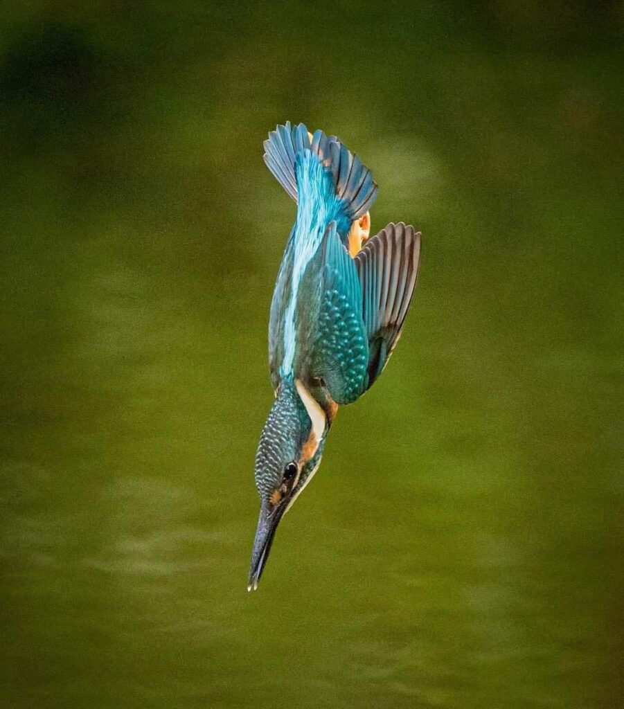 Birds Kingfisher Picture 15
