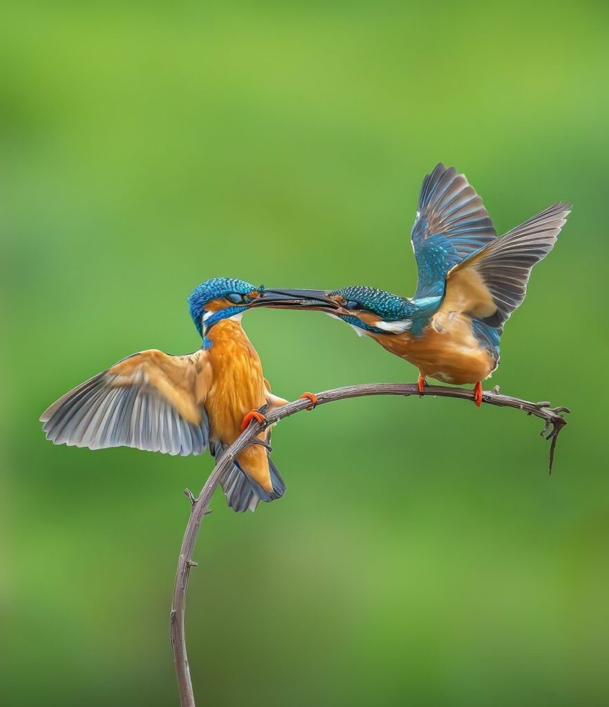 Birds Kingfisher Picture 16