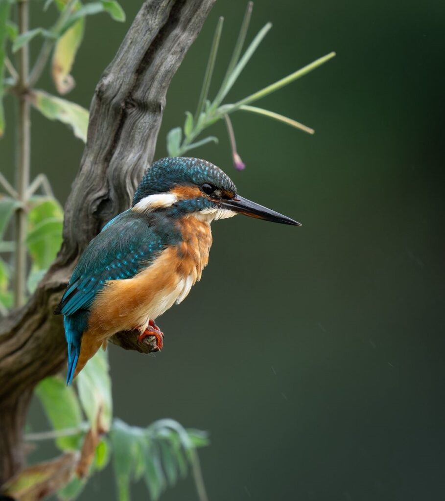 Birds Kingfisher Picture 17