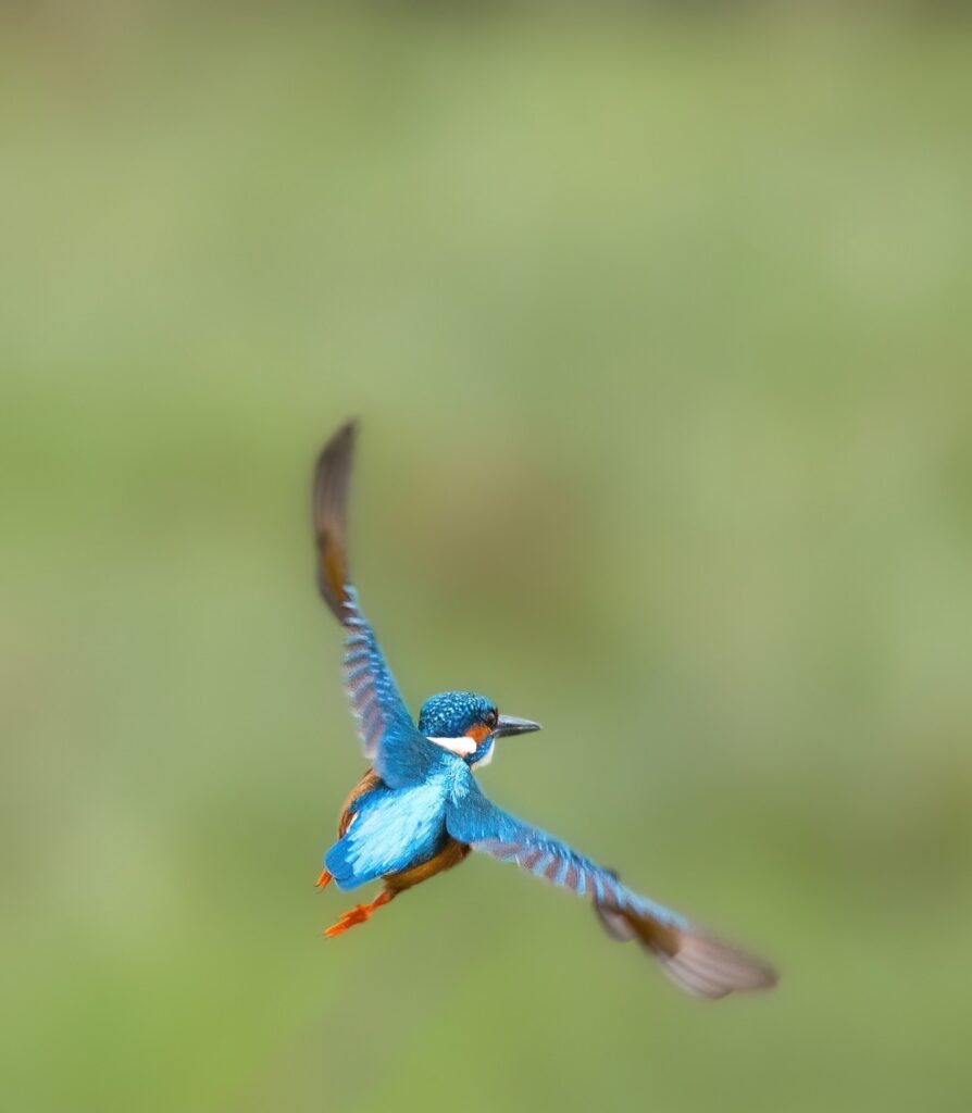 Birds Kingfisher Picture 18