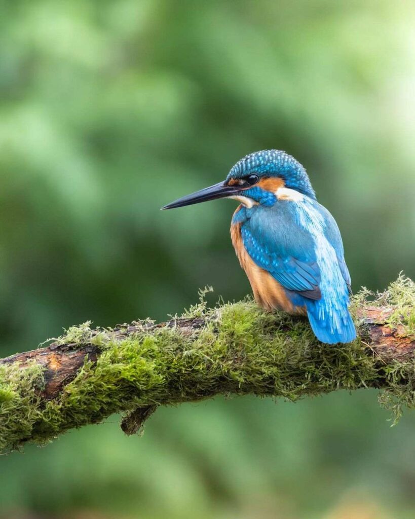 Birds Kingfisher Picture 2