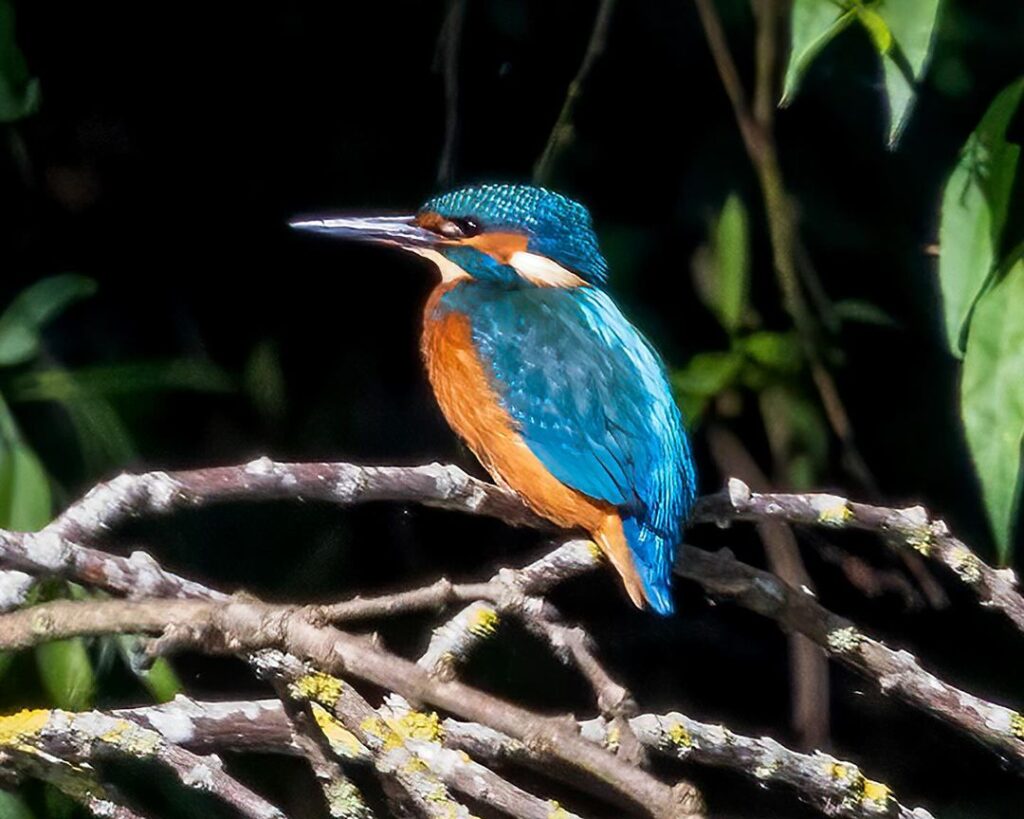 Birds Kingfisher Picture 19