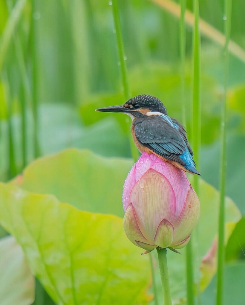 Birds Kingfisher Picture 20