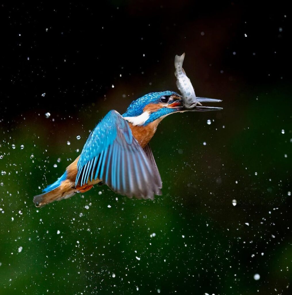 Birds Kingfisher Picture 22