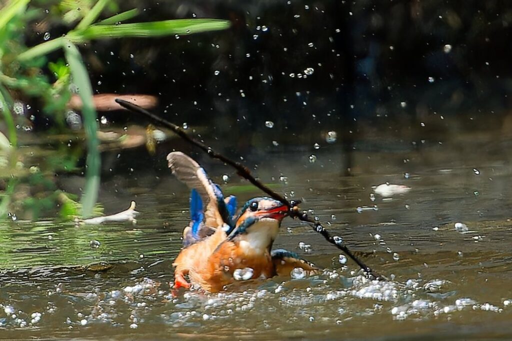 Birds Kingfisher Picture 23