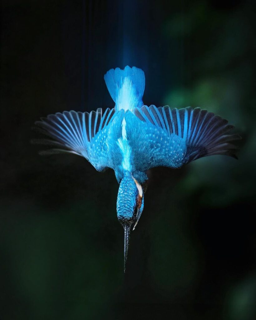 Birds Kingfisher Picture 24