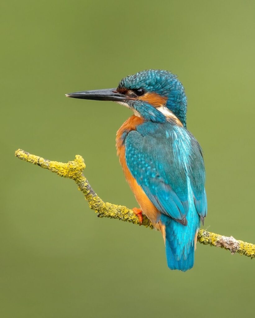 Birds Kingfisher Picture 25