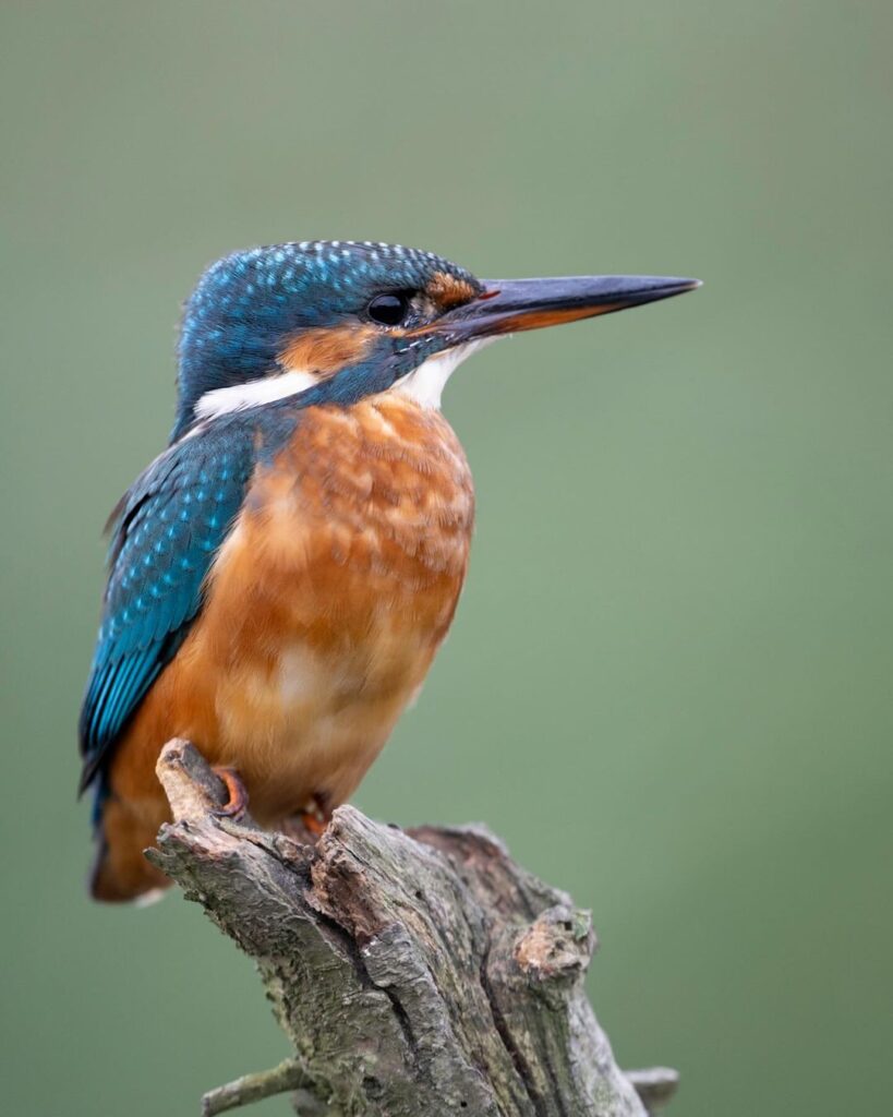 Birds Kingfisher Picture 27