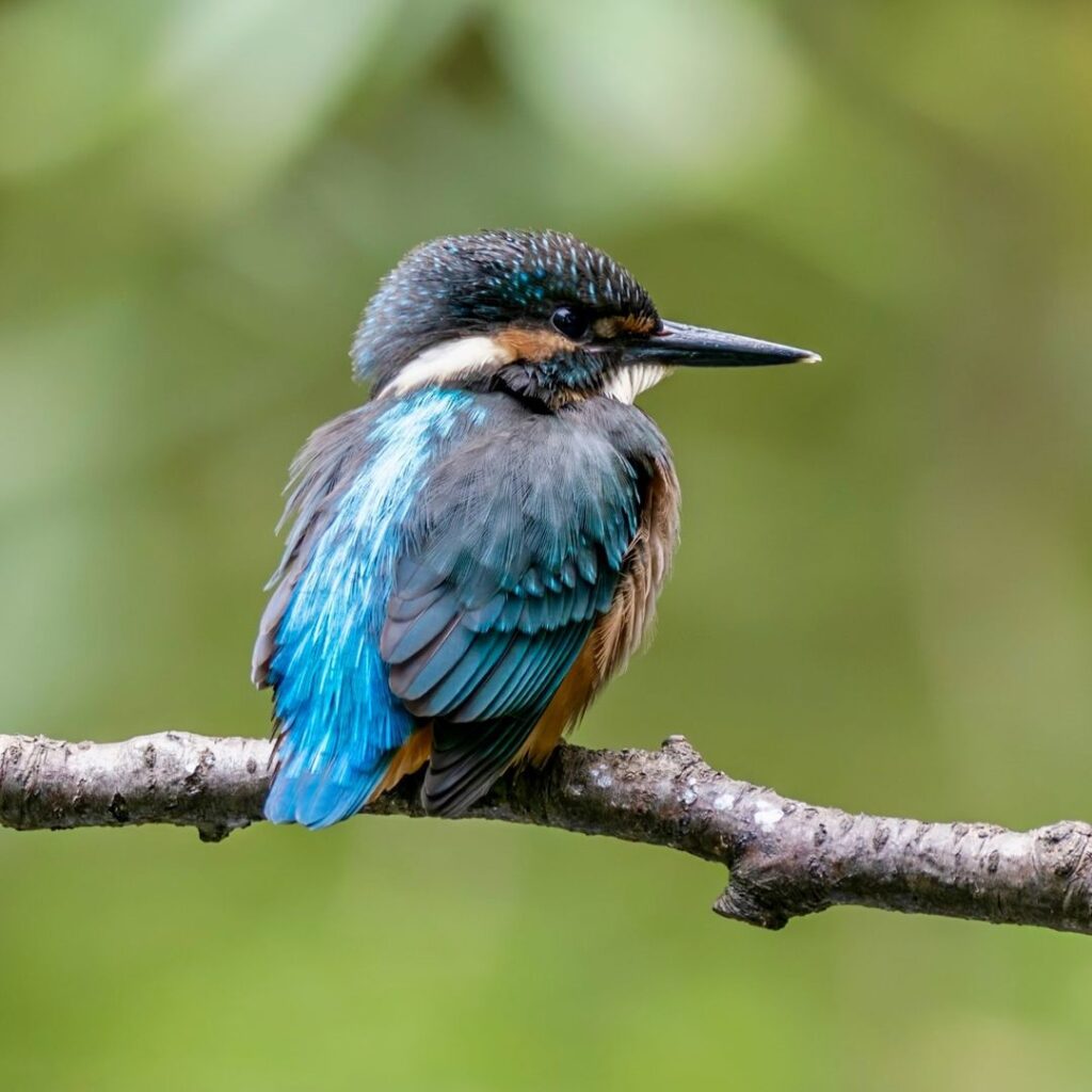 Birds Kingfisher Picture 28