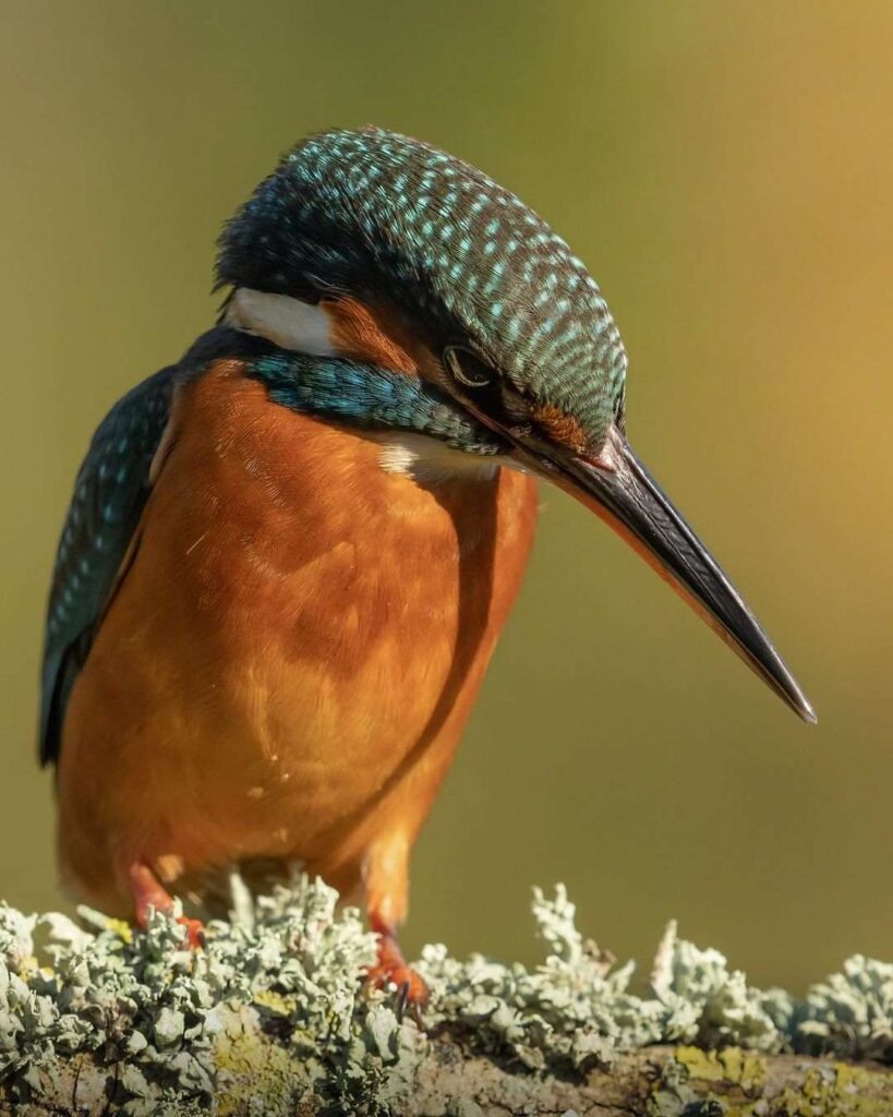 Birds Kingfisher Picture 3