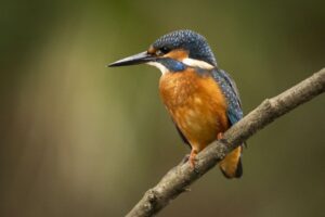 Read more about the article [110+] Birds Kingfisher Picture