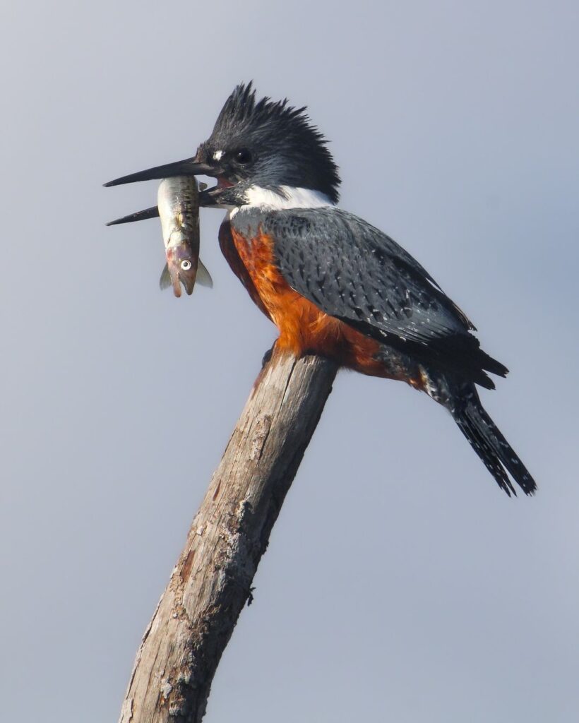 Birds Kingfisher Picture 30