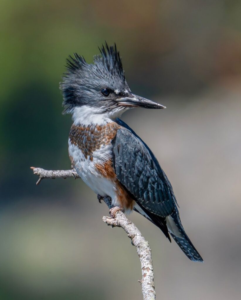 Birds Kingfisher Picture 32