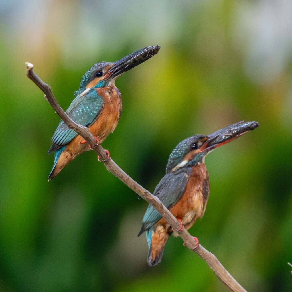Birds Kingfisher Picture 4