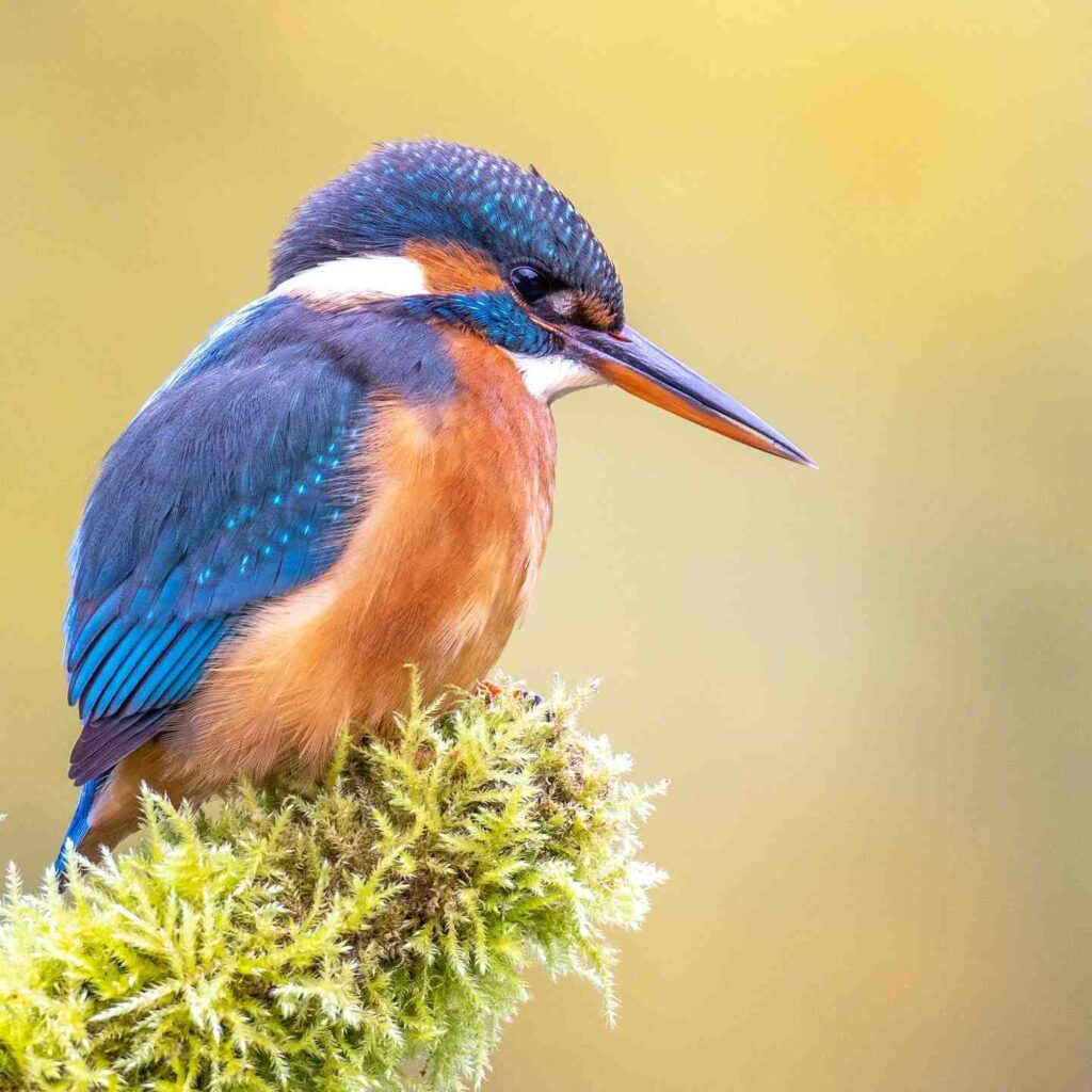 Birds Kingfisher Picture 5