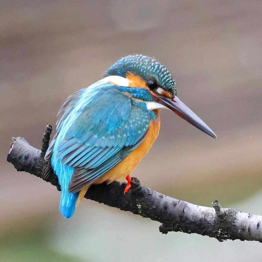 Birds Kingfisher Picture 6