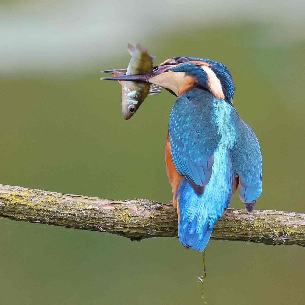 Birds Kingfisher Picture 7