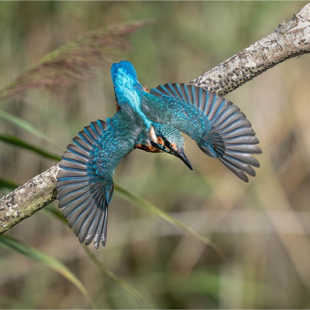 Birds Kingfisher Picture 8