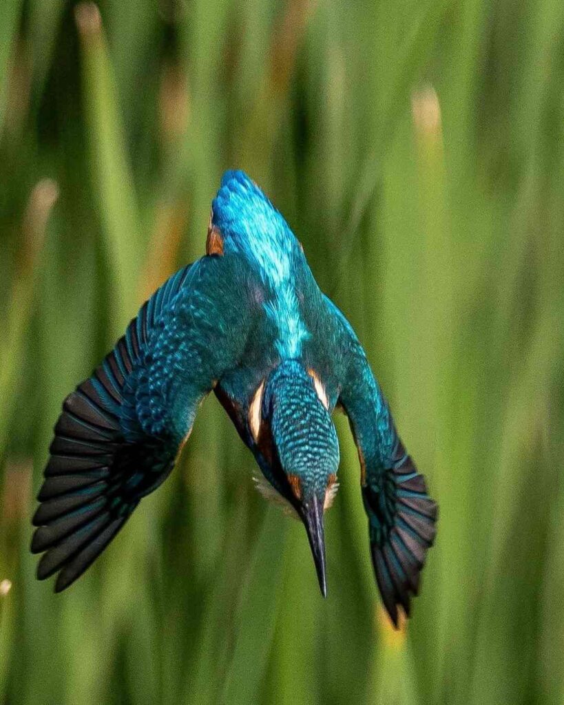 Birds Kingfisher Picture 9