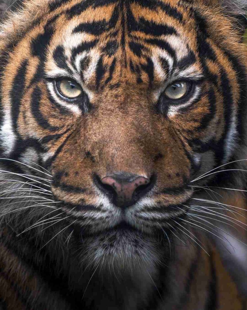 Images of a Tiger 11