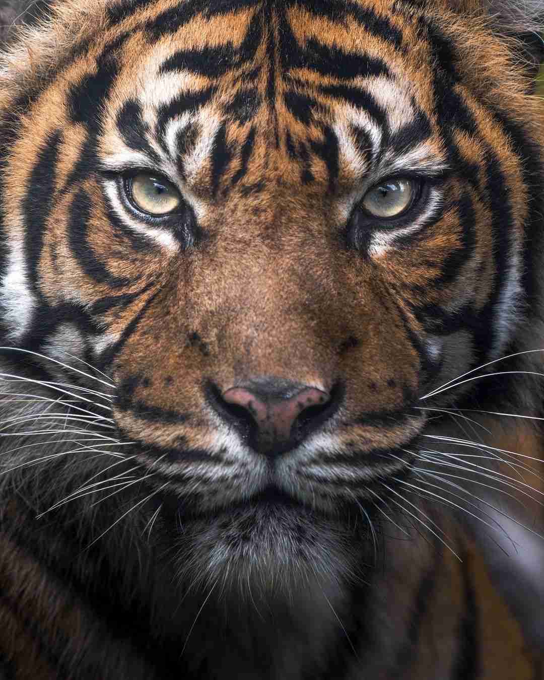 [101+] Best Images Of A Tiger - Billion Image
