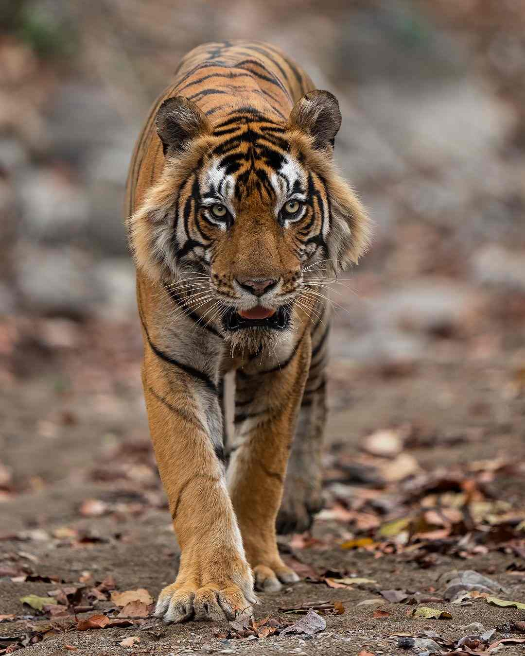 [101+] Best Images Of A Tiger - Billion Image