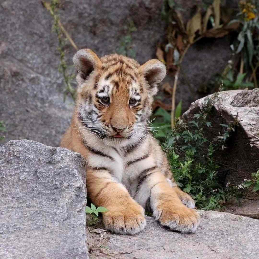 [101+] Best Images Of A Tiger - Billion Image