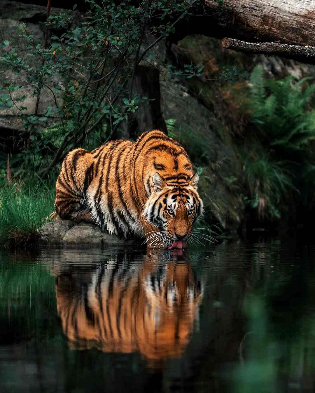 [101+] Best Images Of A Tiger - Billion Image