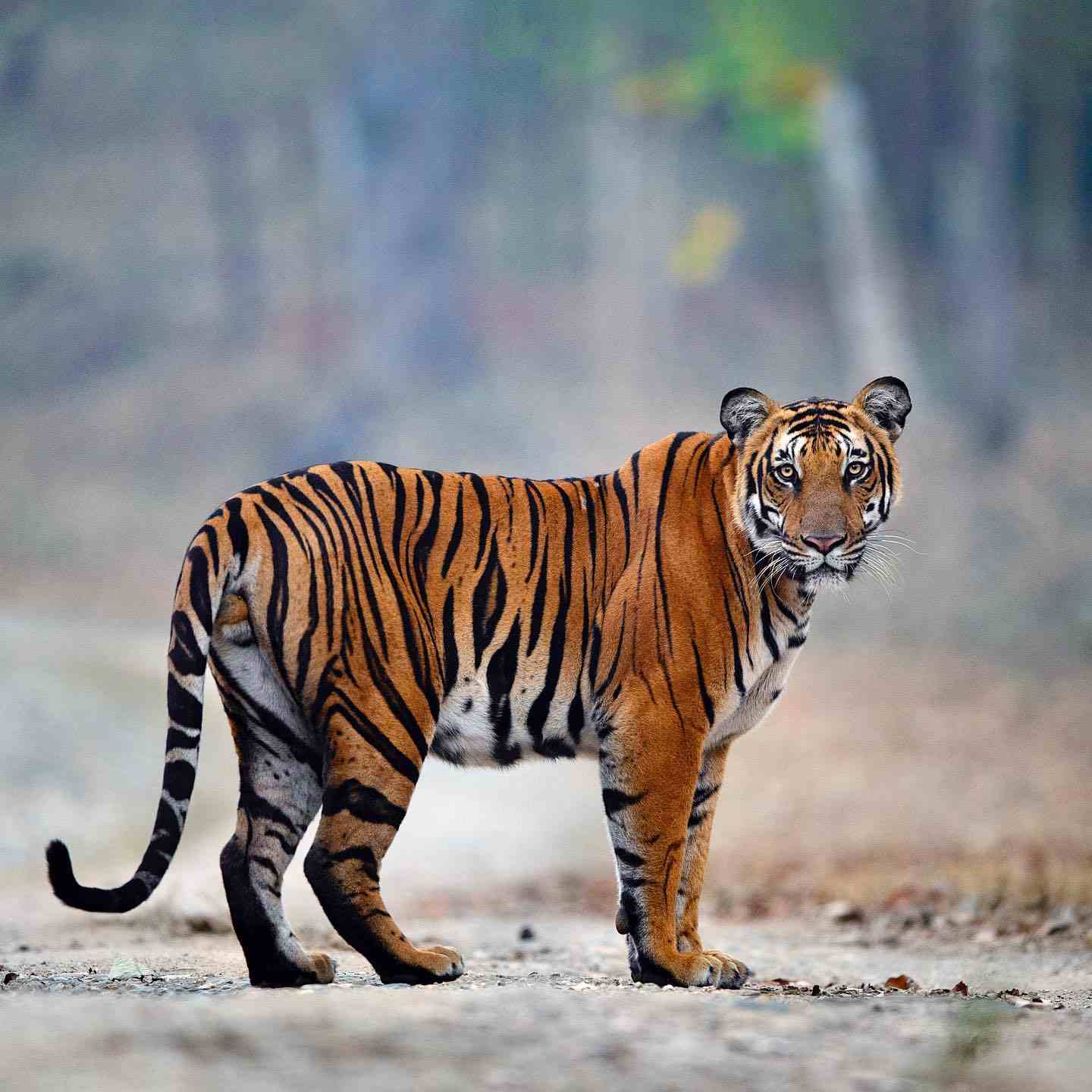[101+] Best Images Of A Tiger - Billion Image