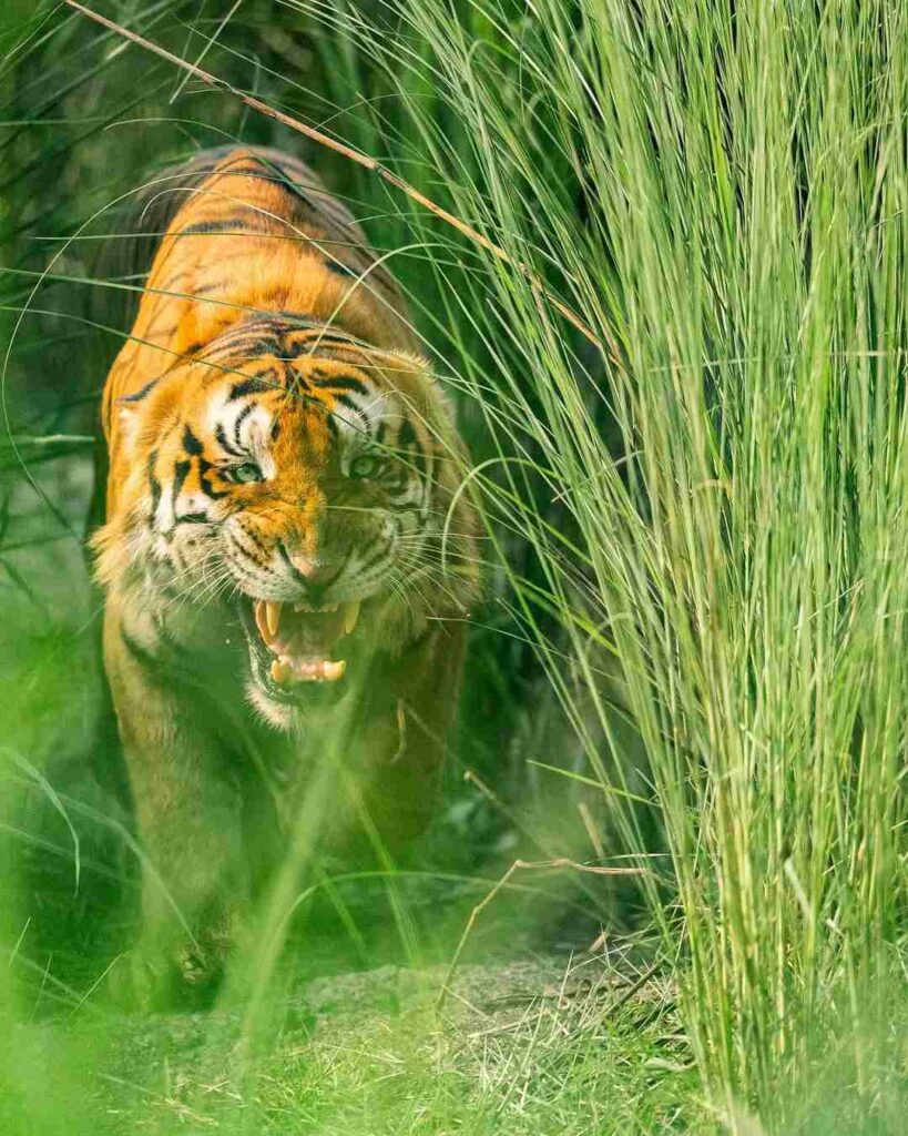 Images of a Tiger 2