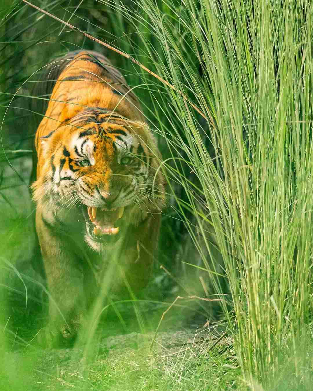 [101+] Best Images Of A Tiger - Billion Image