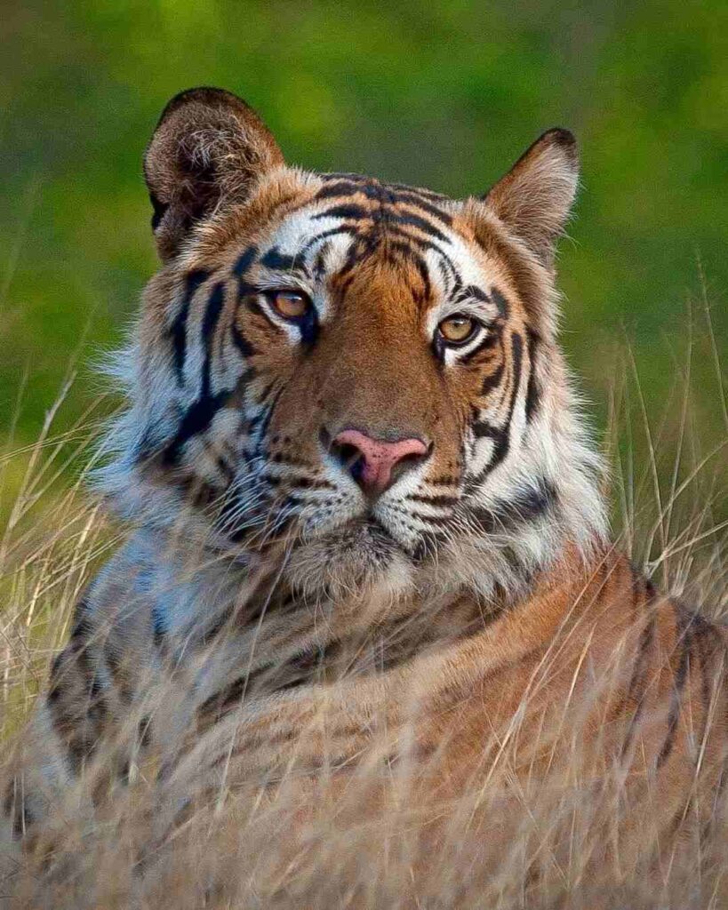 Images of a Tiger 20