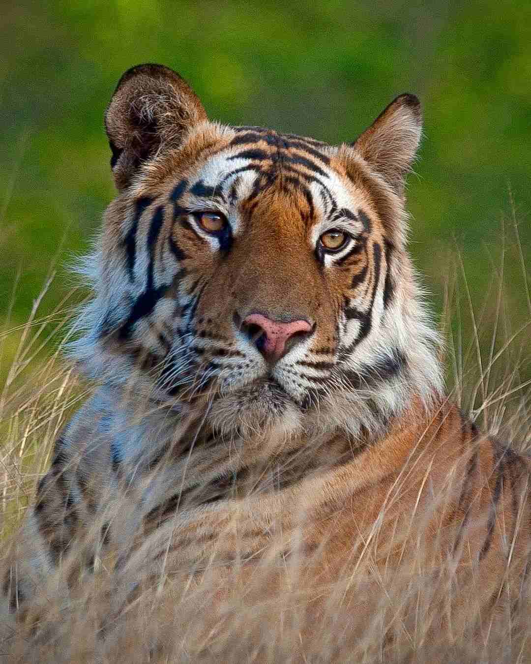 [101+] Best Images Of A Tiger - Billion Image