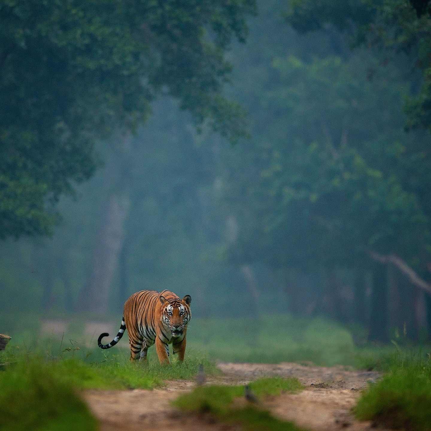 [101+] Best Images Of A Tiger - Billion Image