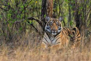 Read more about the article [101+] Best Images of a Tiger