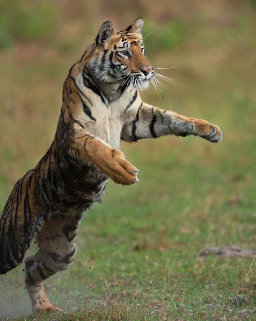 Images of a Tiger 4